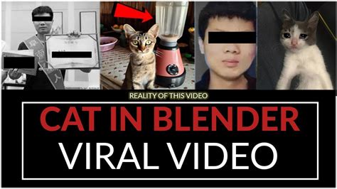 twitter cat blender|Animal abuse videos go viral on Twitter, raising concerns